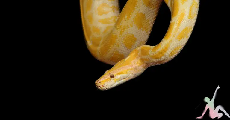 Yellow and Black Snake: Unlocking its Spiritual Meaning