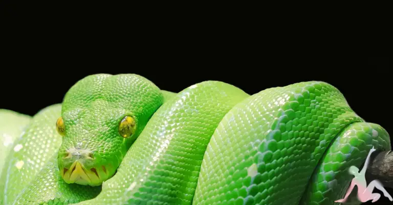 SNAKES IN DREAMS: UNRAVELING THEIR SPIRITUAL MEANING